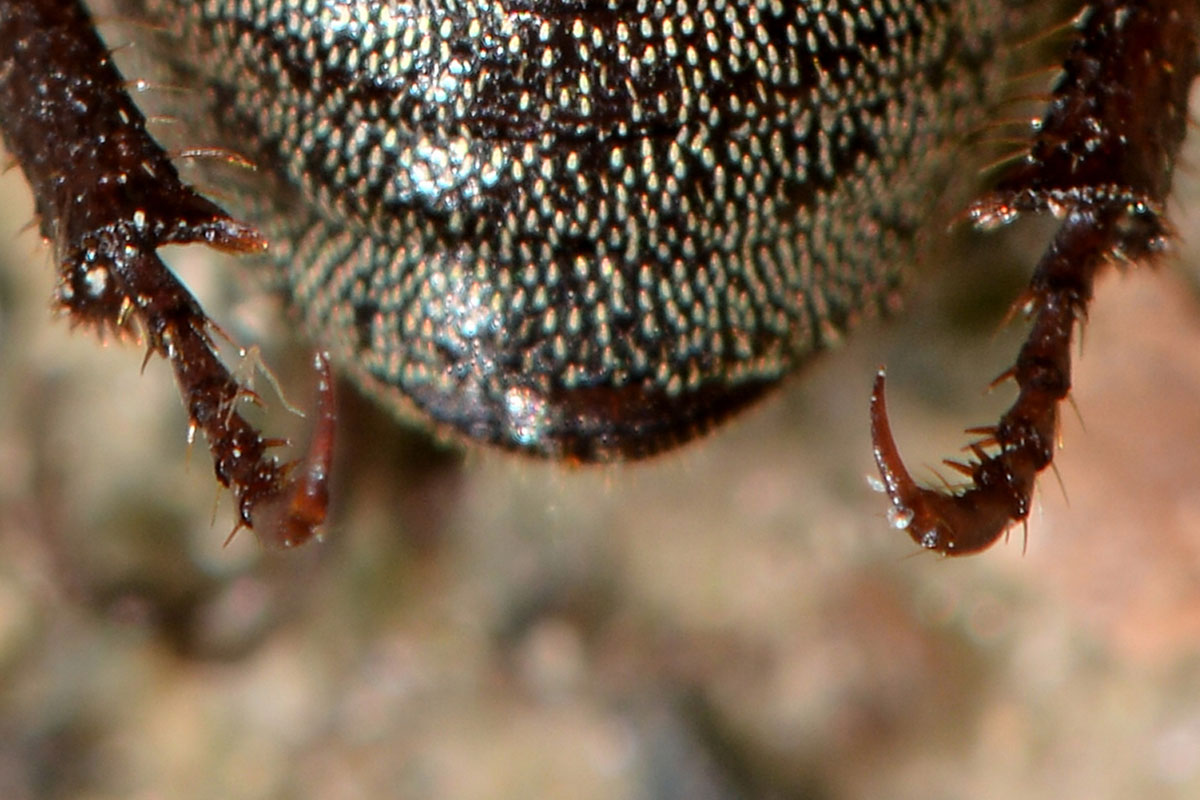 Hoplia sp., Rutelidae